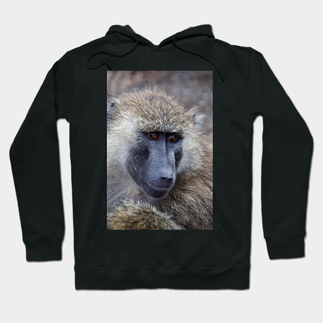 Olive Baboon Portrait Hoodie by Carole-Anne